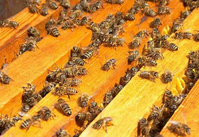 Как правильно объединить семьи пчел осенью