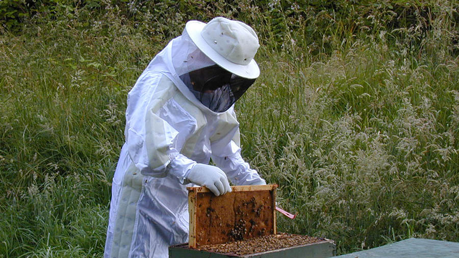 В США сокращается популяция пчел